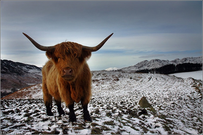 Highland Cow Glen Lednock